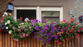 Geranien, Petunien oder auch Zauberglöckchen fühlen sich in der Sonne wohl