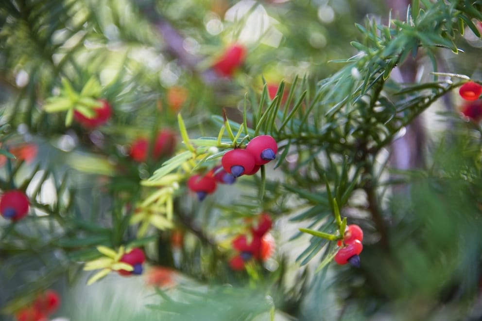 The yew is a popular hedge plant in German gardens. Unfortunately, it is also poisonous in almost all parts.