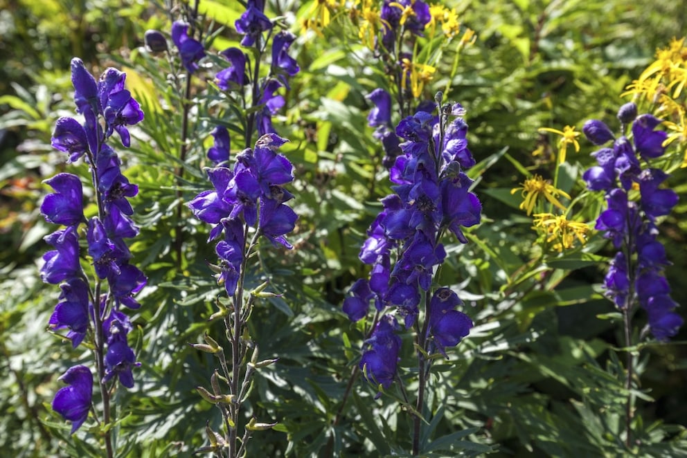 The Blue Monkshood is one of the most poisonous plants in German gardens