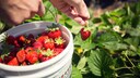 Wer im Sommer viele Erdbeeren ernten möchte, sollte das Düngen nicht vergessen