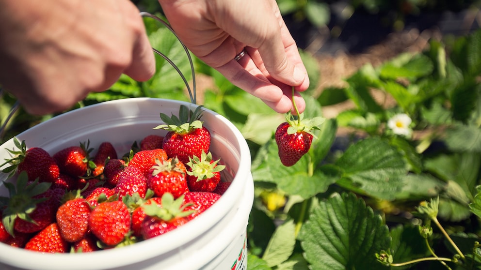 Wer im Sommer viele Erdbeeren ernten möchte, sollte das Düngen nicht vergessen
