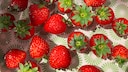 Erdbeeren sind nicht nur lecker, sondern auch gesund, doch wie säubert man sie am besten?