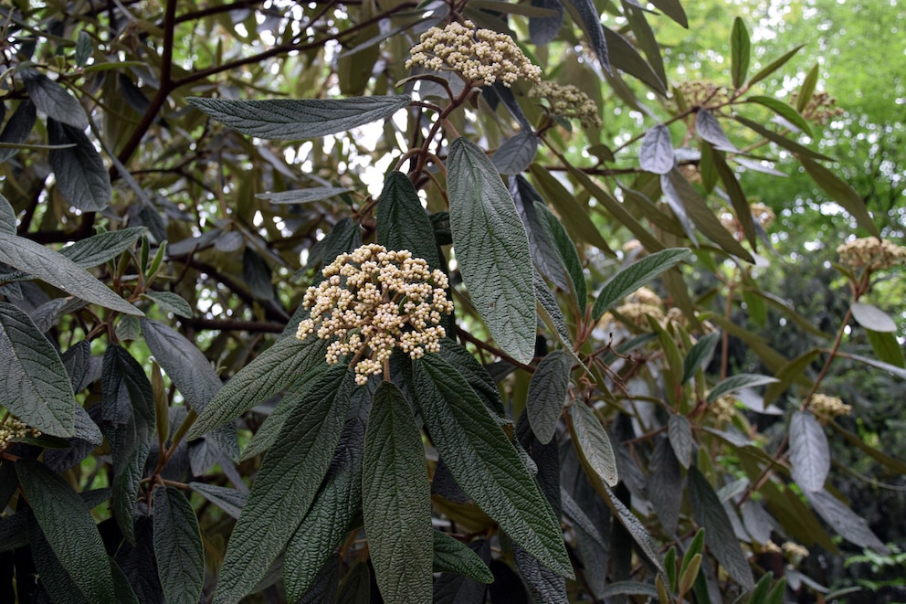 Runzelblättriger Schneeball (Viburnum rhytidophyllum)