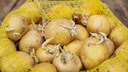 Kartoffeln lagern