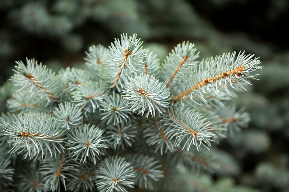 Coloradotanne (Abies concolor)