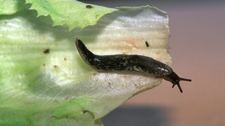 Schnecken können Schäden an Gartenpflanzen anrichten