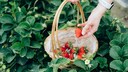 Erdbeeren sehen zwar optisch aus wie Beeren, sind biologisch betrachtet allerdings Nüsse