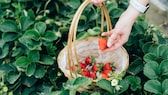 Erdbeeren sehen zwar optisch aus wie Beeren, sind biologisch betrachtet allerdings Nüsse