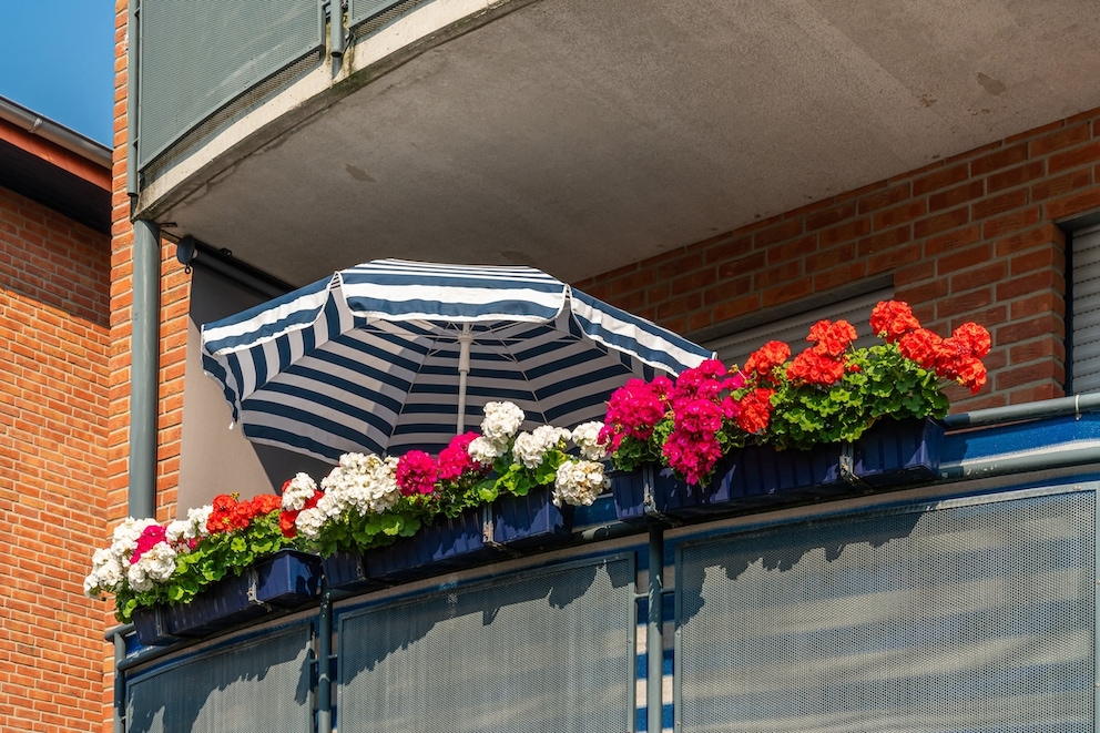 Warum man keine Geranien auf dem Balkon pflanzen sollte