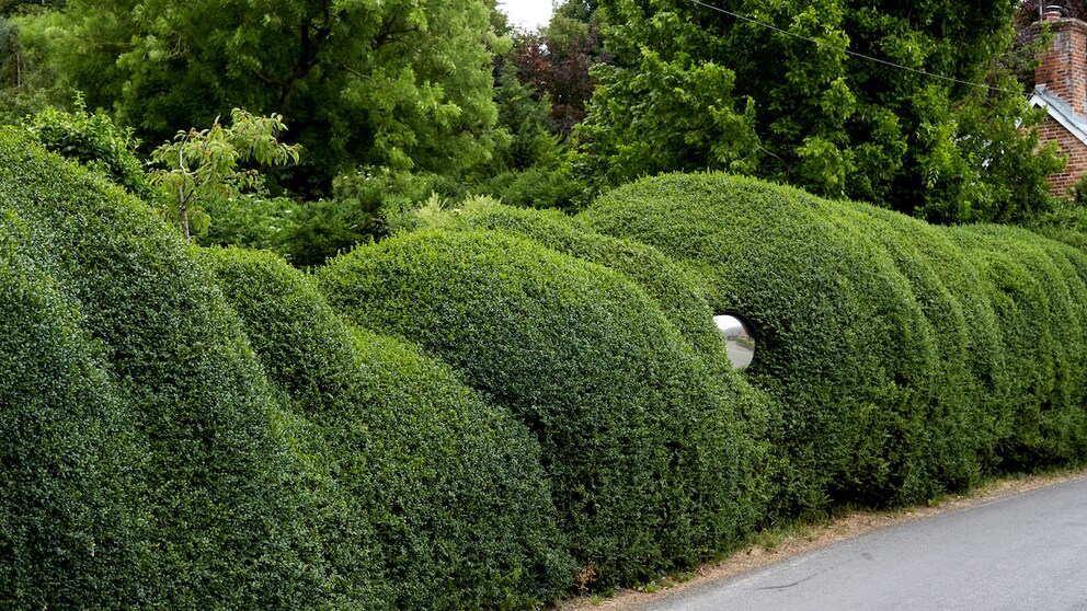 Immergrüne Bäume wie der Buchbaum schmücken den Garten das ganze Jahr über