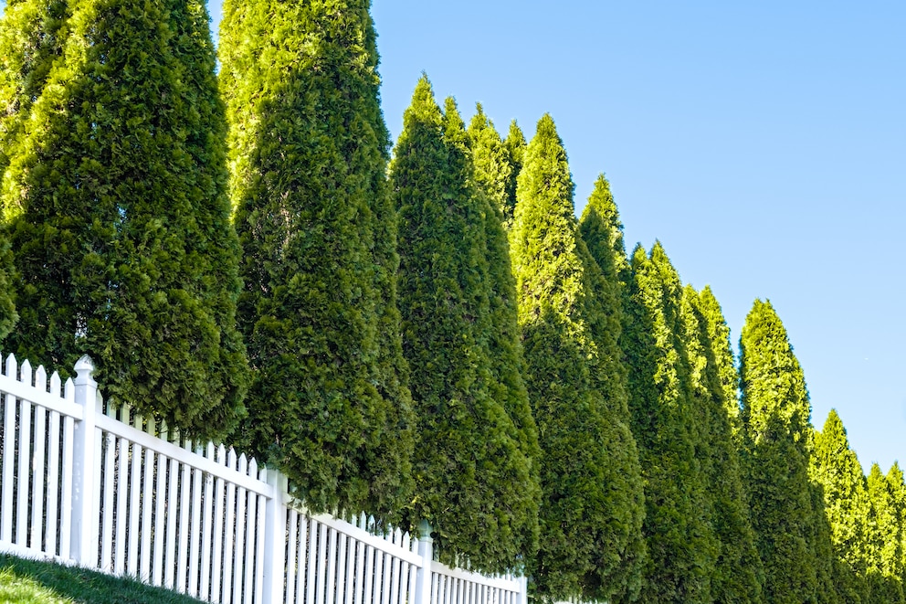 Der Lebensbaum (Thuja occidentalis)