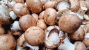 Champignons putzen