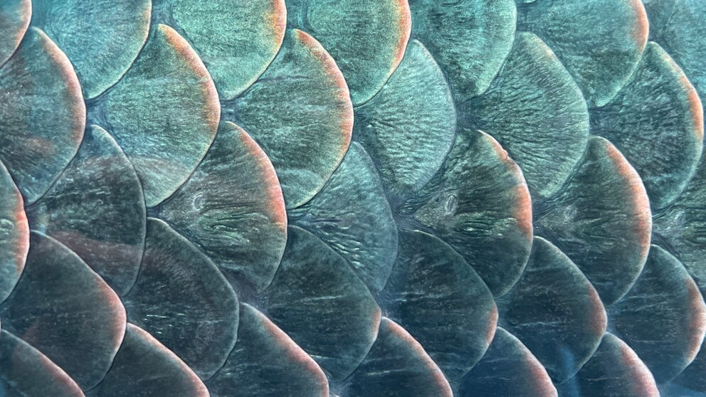 Schimmernder Fliesenspiegel in Fischschuppen-Optik
