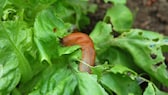 Man muss sich nicht mit Schnecken im Beet zufriedengeben, es gibt Möglichkeiten, sie zu vertreiben