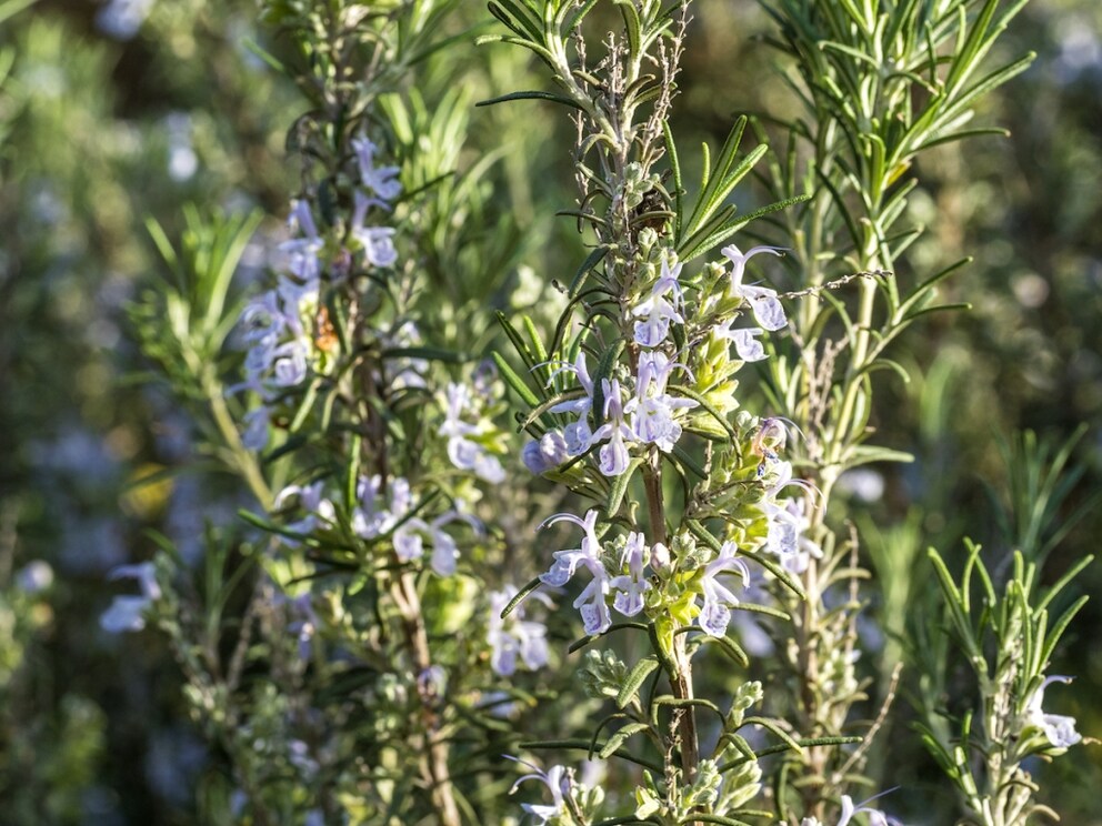 Pruning rosemary