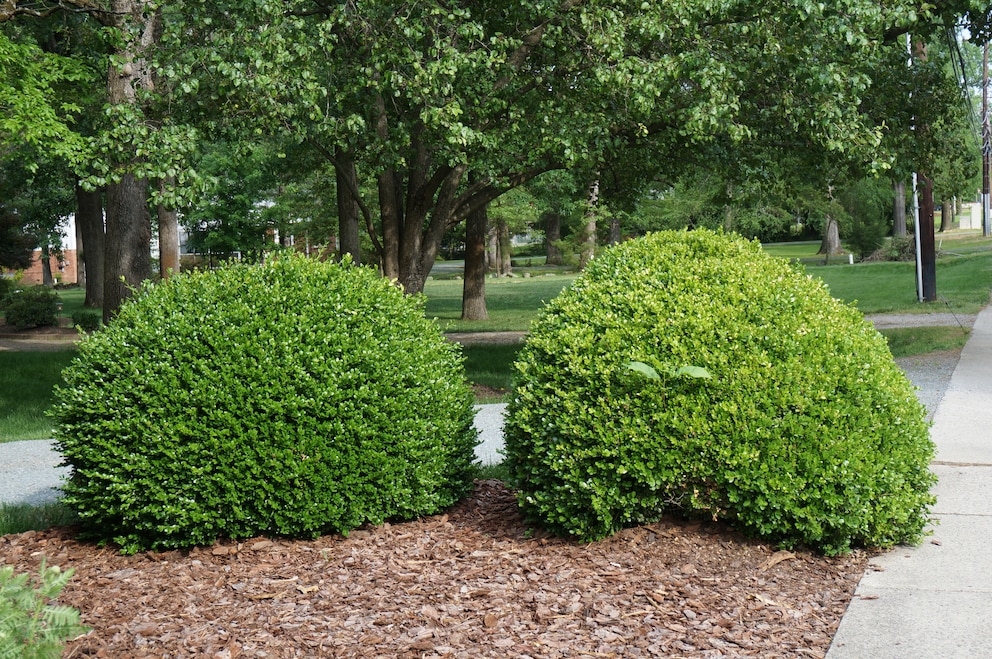 Zwei Buchsbäume (Buxus sempervirens)