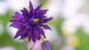 Akeleien verzaubern vor allem durch ihre besondere Blütenform und – wie bei dieser Sorte (Columbine) – mit ihrer kräftigen lila Farbe.