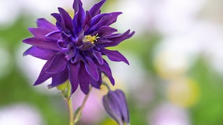 Akeleien verzaubern vor allem durch ihre besondere Blütenform und – wie bei dieser Sorte (Columbine) – mit ihrer kräftigen lila Farbe.