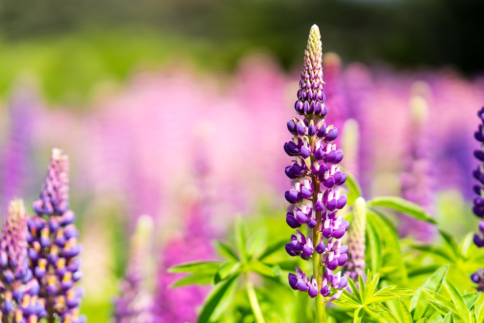 Die Lupine ist wegen ihrer lila Blumen nicht nur attraktiv, sondern kann auch als Gründünger eingesetzt werden