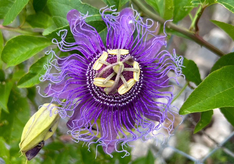 Ein Kunstwerk der Natur: Die Passionsblume