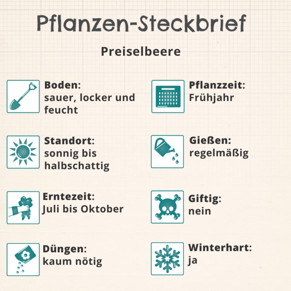 Pflanzenguide Preiselbeere