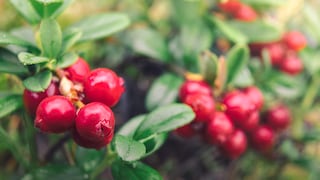 Preiselbeeren
