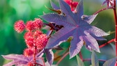 Der Ricinus gehört zu den giftigsten Pflanzen in Deutschland. Er ist in allen Teilen giftig, ganz besonders aber in seinen Samen.