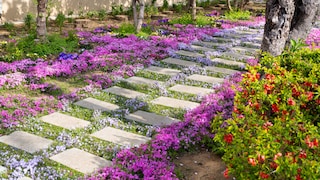 Bodendecker können Zwischenräume in Gartenwegen mit ihren Blüten attraktiver und insektenfreundlicher machen. Unkräuter haben so fast keien Chance.