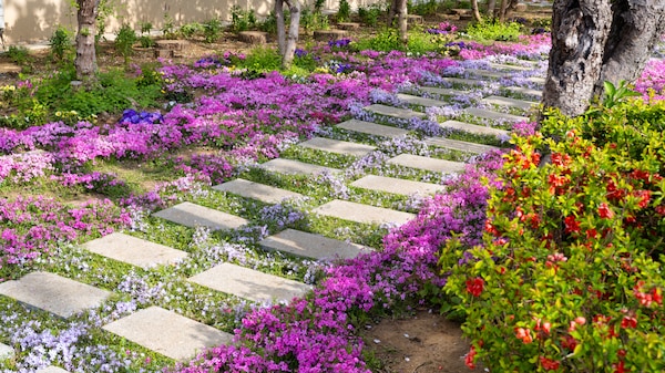 59+ Schnellwachsende Pflanzen Für Den Garten, Orientieren sie sich