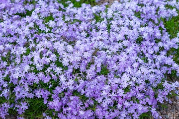 5 schnell wachsende Bodendecker für den Garten