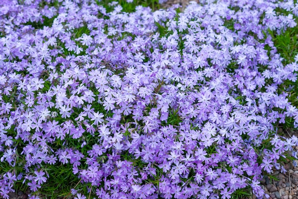 5 schnell wachsende Bodendecker für den Garten