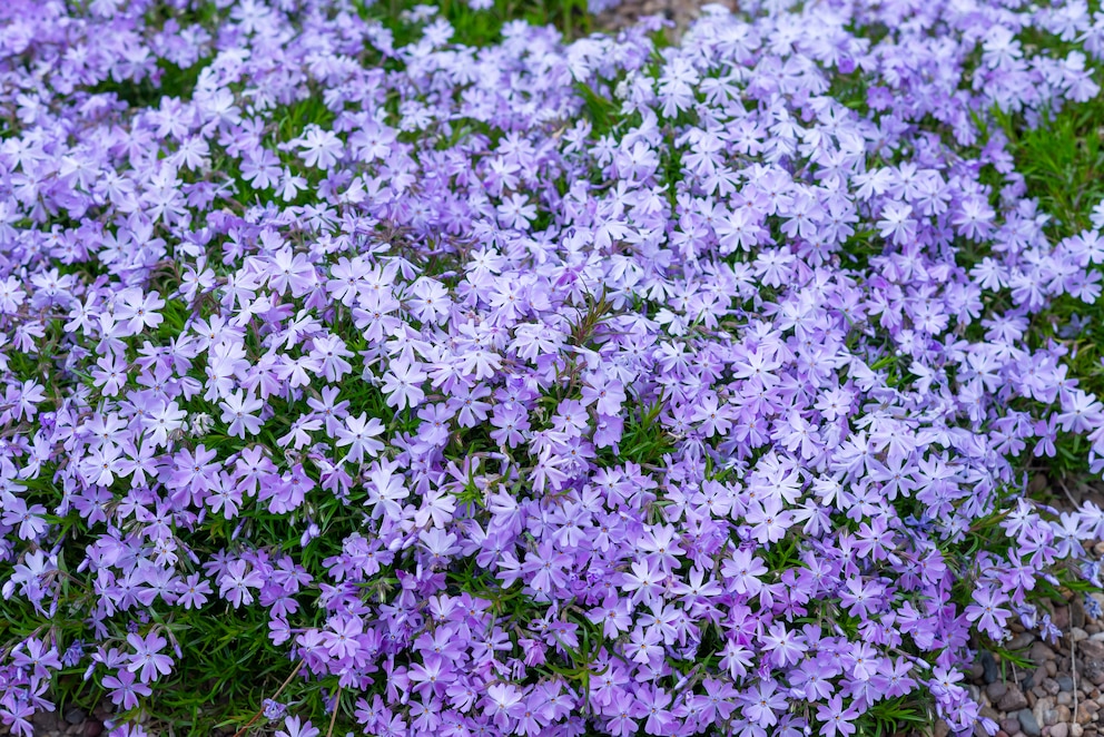 Der Polster-Phlox bildet dichte, blühende Teppiche.