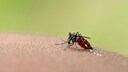 Die Asiatische Tigermücke ist Überträger des Dengue-Fiebers