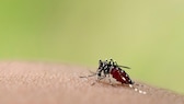 Die Asiatische Tigermücke ist Überträger des Dengue-Fiebers