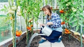 Tomatenpflanzen gelten als Gemüse für Gartenanfänger, allerdings kann man beim Gießen einige Fehler machen