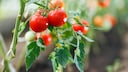 Tomatenpflanze
