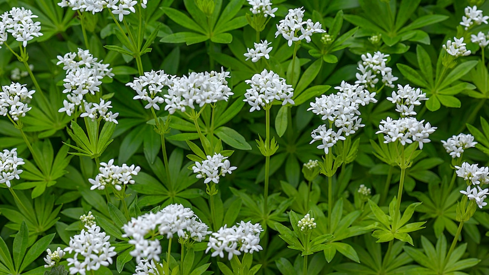 Waldmeister hat ein unverwechselbares Aroma. Doch was passiert, wenn er blüht? Kann man ihn dann noch essen oder wird er giftig?