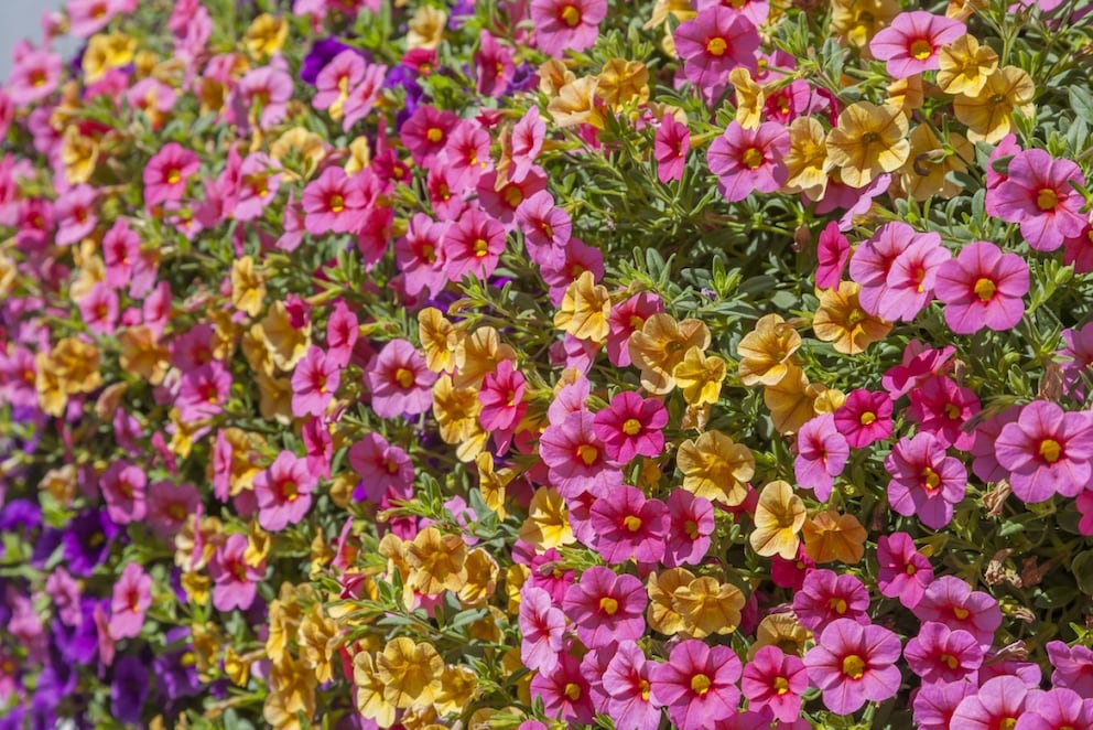 Calibrachoa look like small petunias
