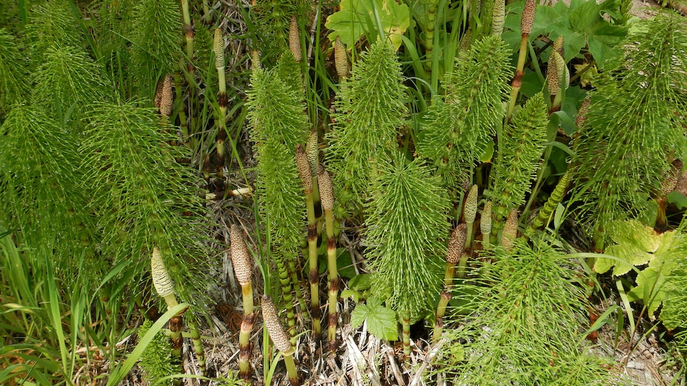 Hat sich der Ackerschachtelhalm einmal im Garten ausgebreitet, wird man ihn nur schwer wieder los