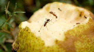 Ameisen im Garten können ganz schön lästig sein, es gibt aber natürliche Hilfsmittel, um sie loszuwerden.