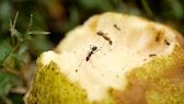 Ameisen im Garten können ganz schön lästig sein, es gibt aber natürliche Hilfsmittel, um sie loszuwerden.