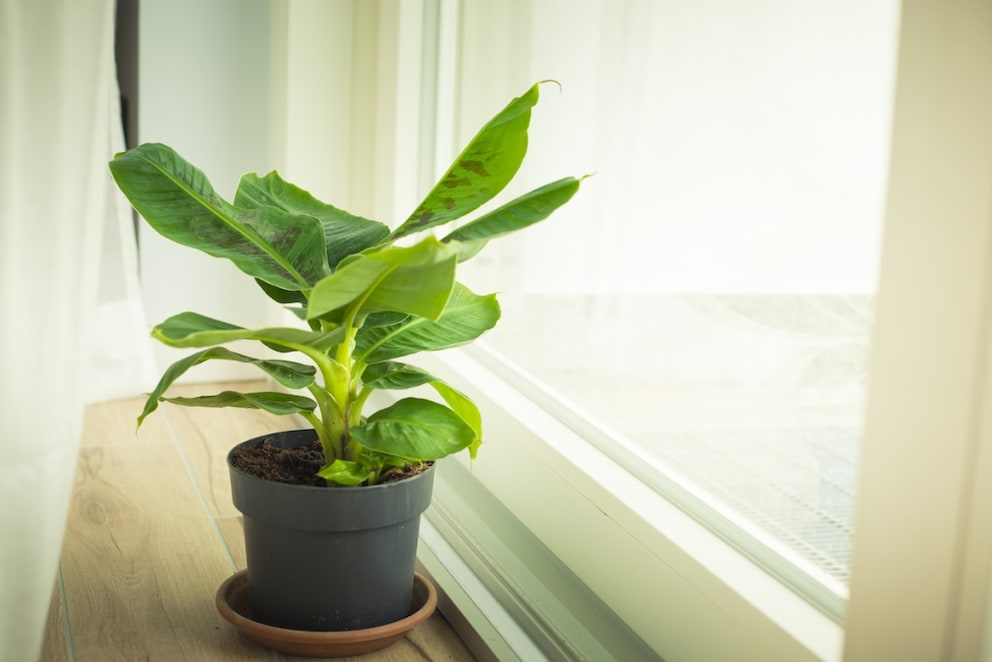 You won't be able to harvest fruit from your Banana Plant indoors, but it's still nice to look at
