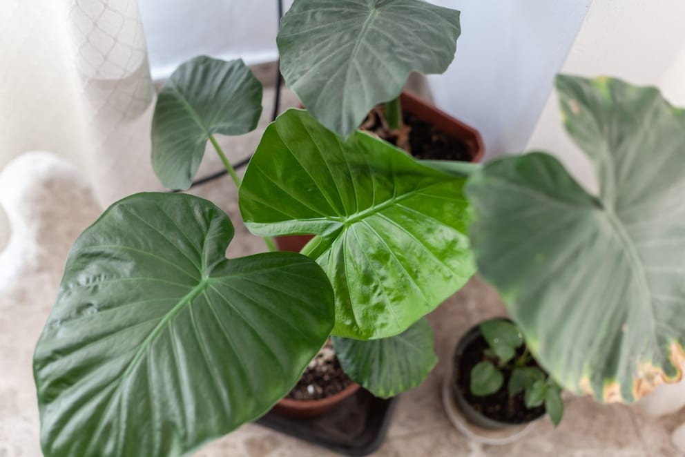 The leaves of the Elephant Ear can grow up to 150 centimeters long and 100 centimeters wide