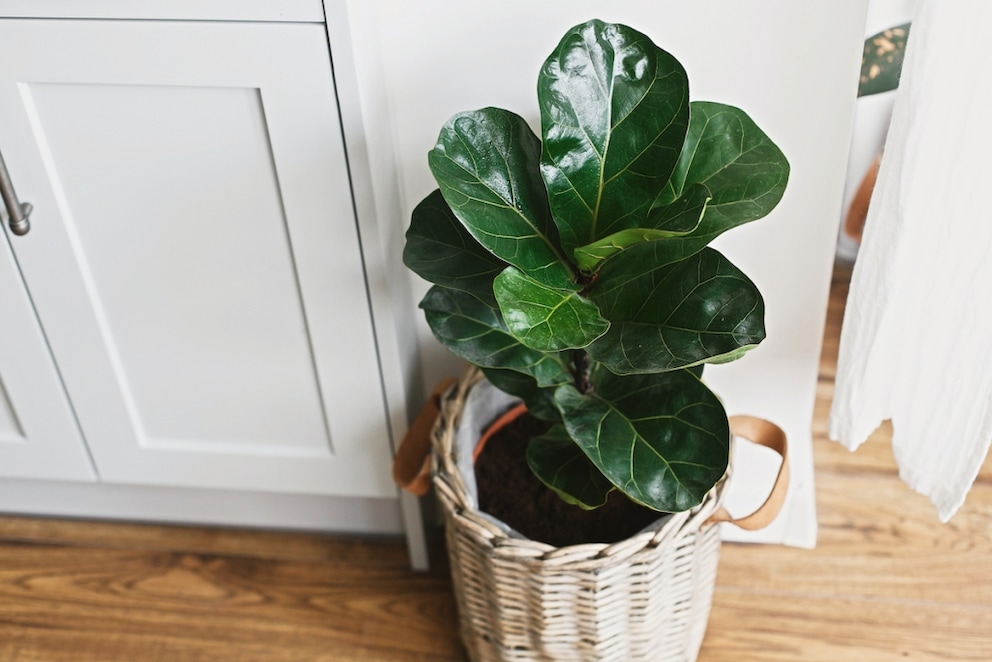 The Fiddle Leaf Fig is especially popular as a bedroom plant because it is a good air purifier