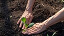 Auch Kohlrabi ist ein Gemüse, welches man im Juni pflanzen kann