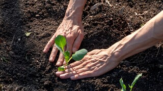 Auch Kohlrabi ist ein Gemüse, welches man im Juni pflanzen kann