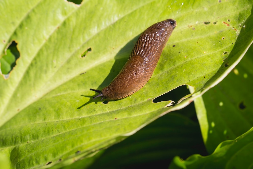 Schnecke im Garten