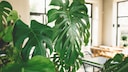 Die Monstera ist eine beliebte Zimmerpflanze, die bis zu drei Meter groß