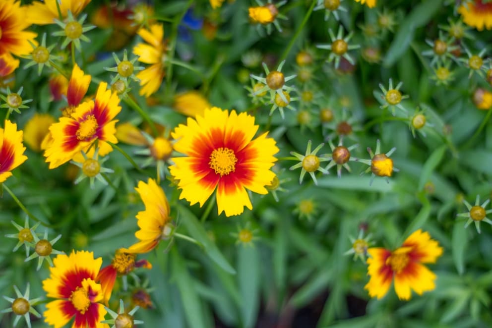 Tickseed