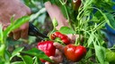 Zwei Männerhände schneiden Paprika von einer Pflanze.